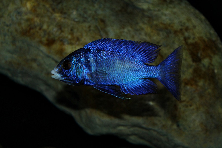 Placidochromis phenochilus